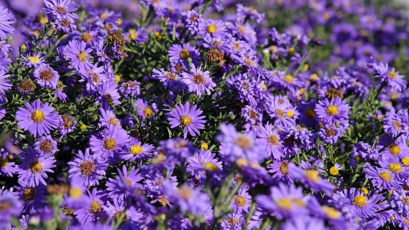 The Aster Project: What It Is, Why It's Surging, and Its True Potential